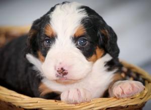 tri-colored mini bernedoodle near Chicago 