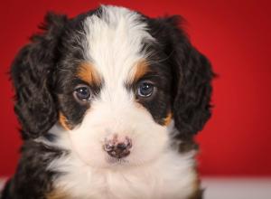 tri-colored mini bernedoodle near Chicago 