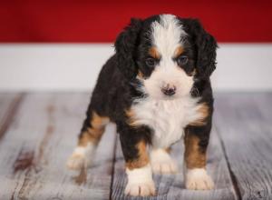 tri-colored mini bernedoodle near Chicago 