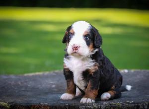 tri-colored mini bernedoodle near Chicago Illinois