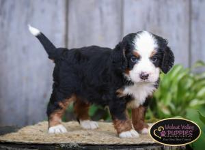 tri-colored mini bernedoodle IL