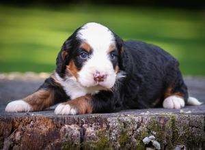 tri-colored mini bernedoodle near Chicago Illinois