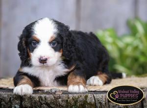 tri-colored mini bernedoodle IL