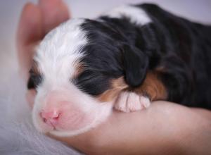 tri-colored mini bernedoodle near Chicago 