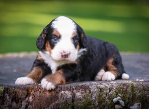 tri-colored mini bernedoodle near Chicago Illinois