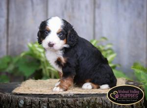 tri-colored mini bernedoodle IL