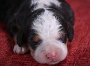 tri-colored mini bernedoodle near Chicago 