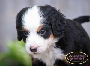 tri-colored mini bernedoodle IL