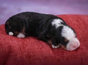 tri-colored mini bernedoodle near Chicago 