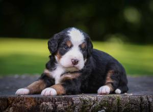 tri-colored mini bernedoodle near Chicago Illinois