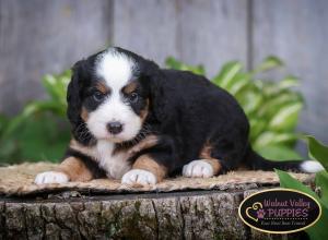 tri-colored mini bernedoodle IL