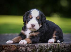 tri-colored mini bernedoodle near Chicago Illinois