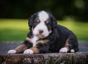 tri-colored mini bernedoodle near Chicago Illinois