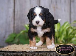 tri-colored mini bernedoodle IL