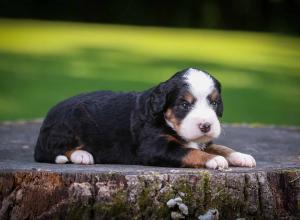 tri-colored mini bernedoodle near Chicago Illinois