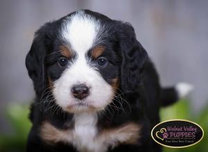 tri-colored mini bernedoodle IL