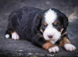 tri-colored mini bernedoodle near Chicago Illinois