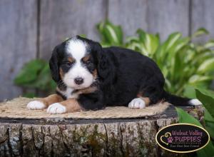 tri-colored mini bernedoodle IL