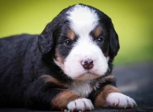 tri-colored mini bernedoodle near Chicago Illinois