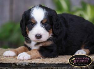 tri-colored mini bernedoodle IL