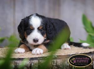 tri-colored mini bernedoodle IL