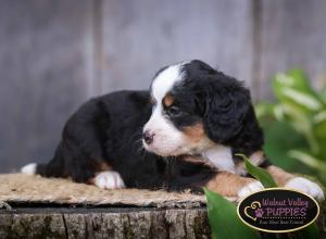 tri-colored mini bernedoodle IL