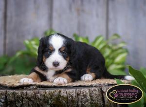 tri-colored mini bernedoodle IL