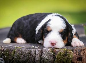 tri-colored mini bernedoodle near Chicago Illinois