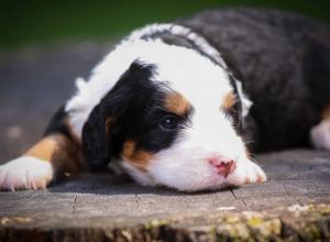 tri-colored mini bernedoodle near Chicago Illinois