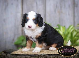 tri-colored mini bernedoodle IL