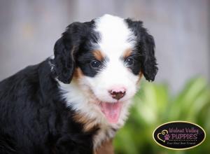 tri-colored mini bernedoodle IL