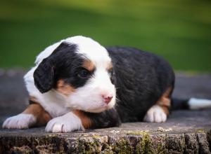 tri-colored mini bernedoodle near Chicago Illinois