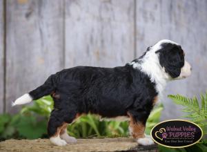 tri-colored mini bernedoodle IL