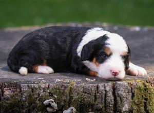 tri-colored mini bernedoodle near Chicago Illinois