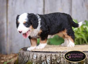 tri-colored mini bernedoodle IL