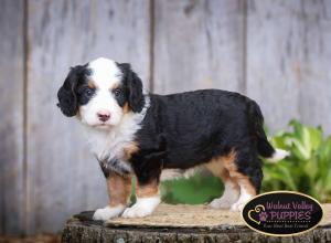 tri-colored mini bernedoodle IL