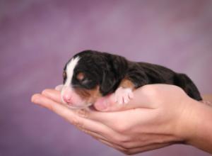 tri-colored mini bernedoodle near Chicago 