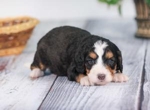 tri-colored mini bernedoodle near Chicago 