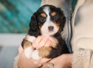 tri-colored mini bernedoodle near Chicago 