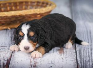 tri-colored mini bernedoodle near Chicago 