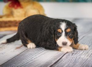 tri-colored mini bernedoodle near Chicago 