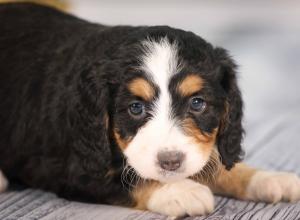 tri-colored mini bernedoodle near Chicago 