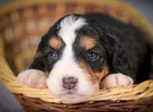 tri-colored mini bernedoodle near Chicago 