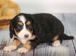 tri-colored mini bernedoodle near Chicago 