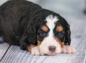 tri-colored mini bernedoodle near Chicago 