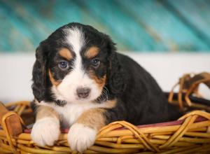 tri-colored mini bernedoodle near Chicago 