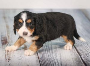 tri-colored mini bernedoodle near Chicago 