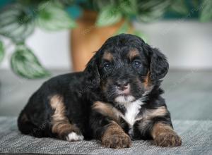 F1B mini bernedoodle near Chicago Illinois