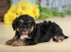 F1B mini bernedoodle near Chicago Illinois