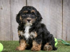 F1B mini bernedoodle near Chicago Illinois